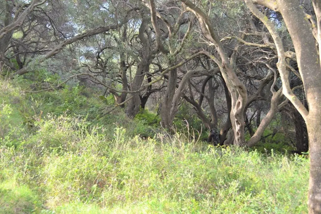 Land Of 10959 M² In Corfu