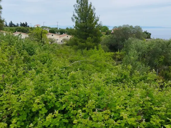 Land In Kassandra, Greece