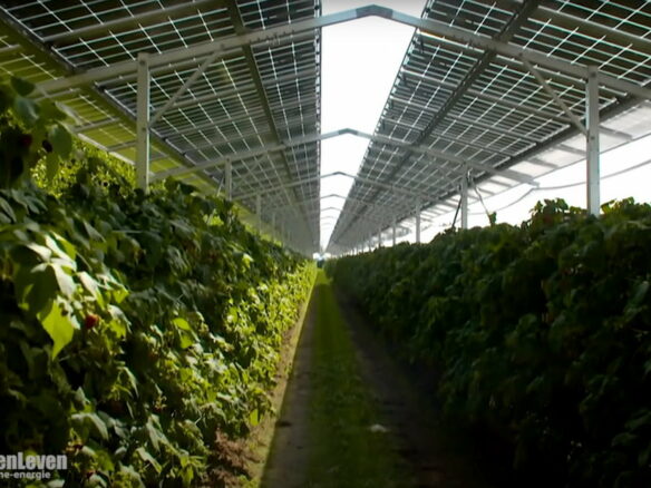Farm Of 10000 M² With High Yield In Martinique