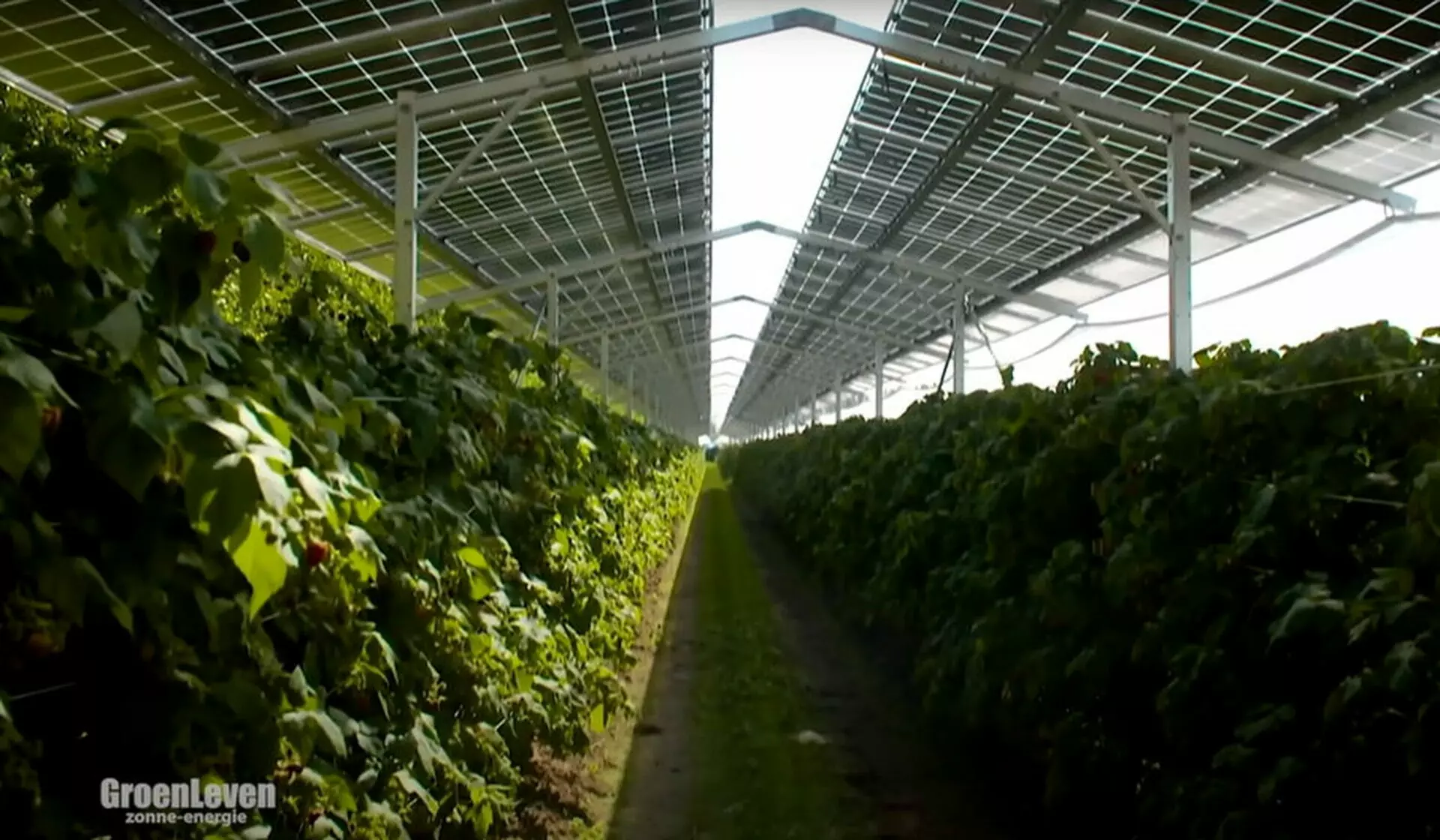 Farm Of 10000 M² With High Yield In Martinique