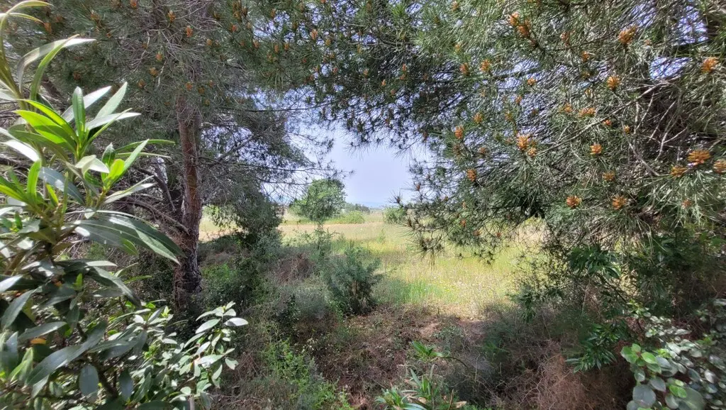 Land Of 5000 M² In The Suburbs Of Thessaloniki