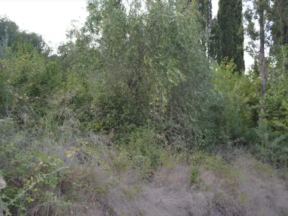 Land In Corfu, Greece