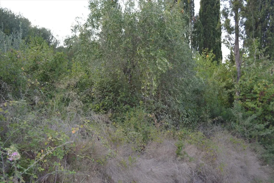 Land Of 5800 M² In Corfu