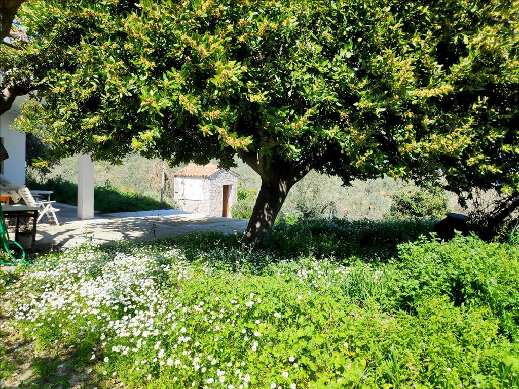 Land Of 20000 M² In Central Greece