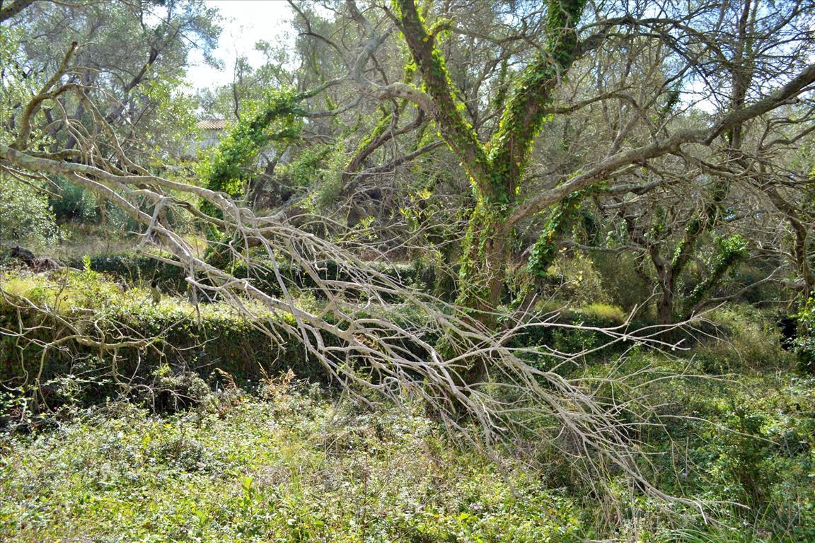 Land Of 4673 M² In Corfu