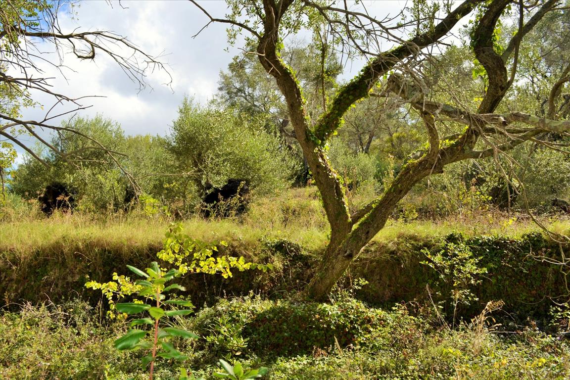 Land Of 4673 M² In Corfu