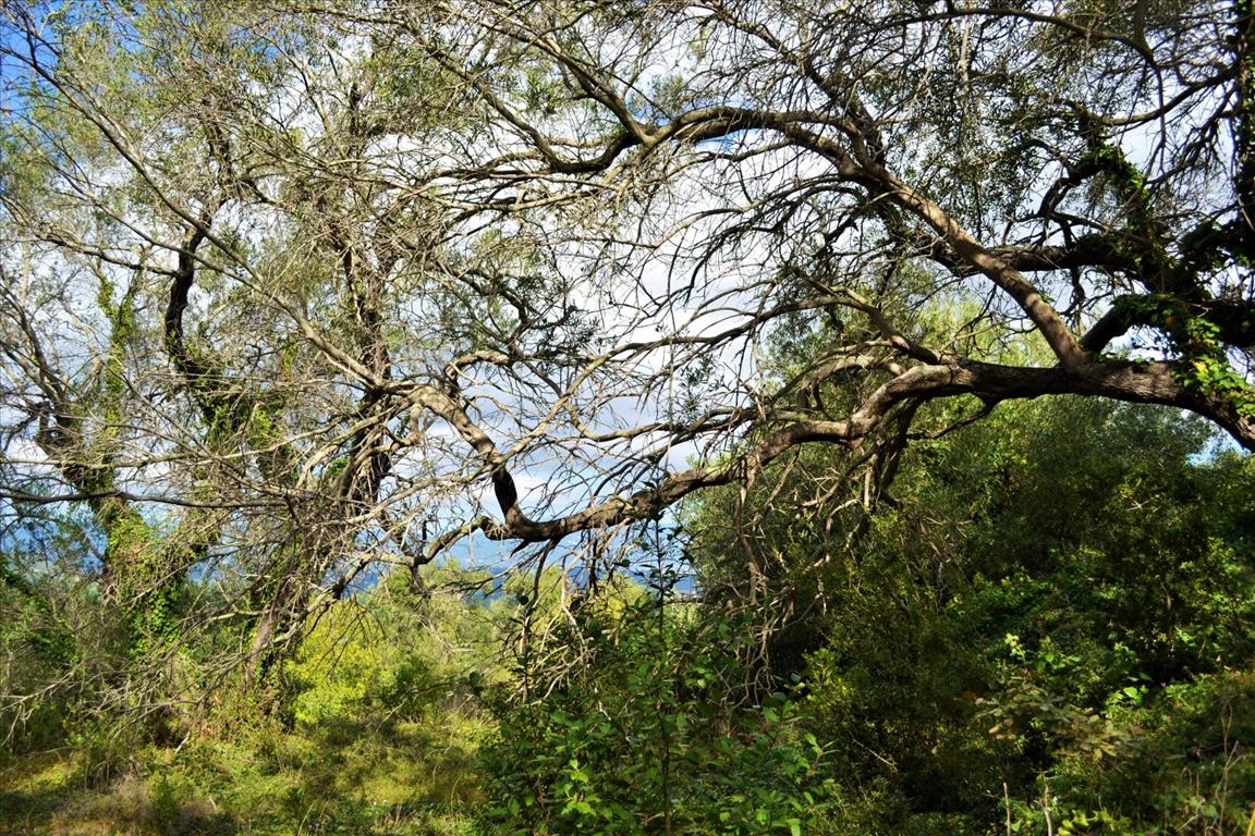 Land Of 4673 M² In Corfu