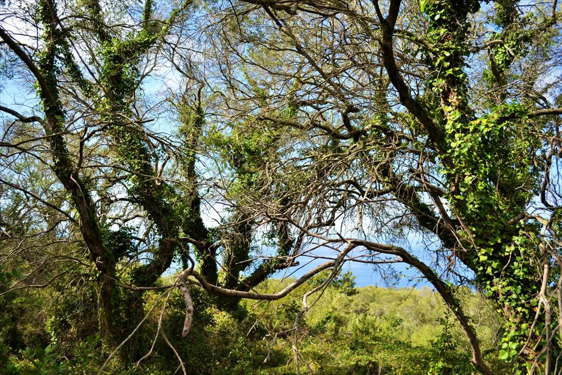 Land Of 4673 M² In Corfu