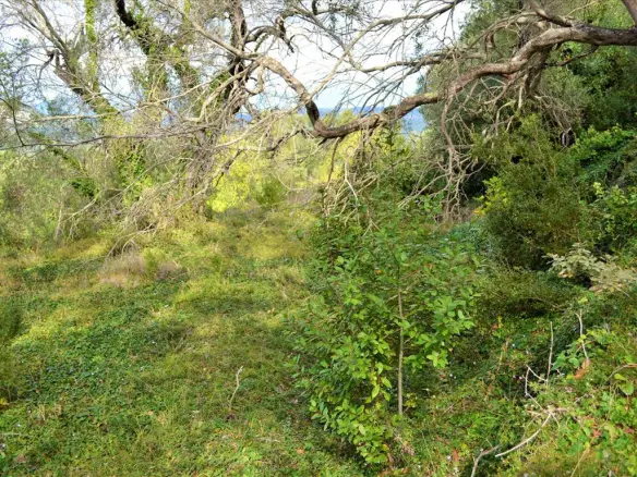 Land In Corfu, Greece