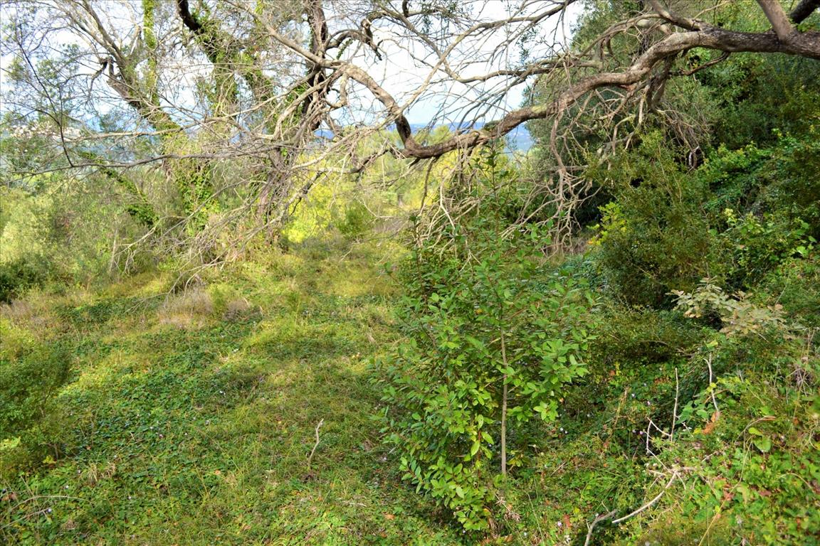 Land Of 4673 M² In Corfu