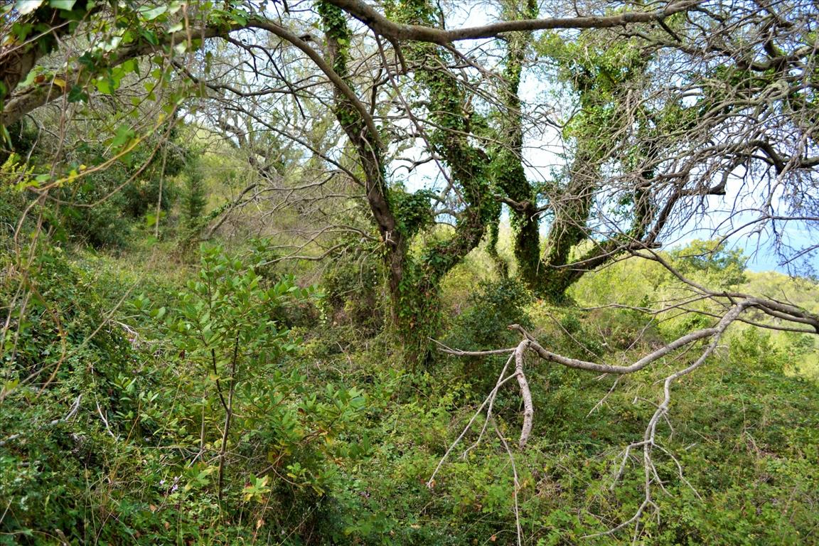 Land Of 4673 M² In Corfu
