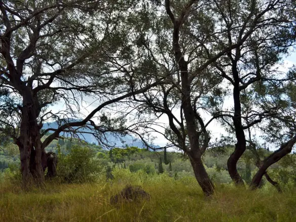 Land In Corfu, Greece