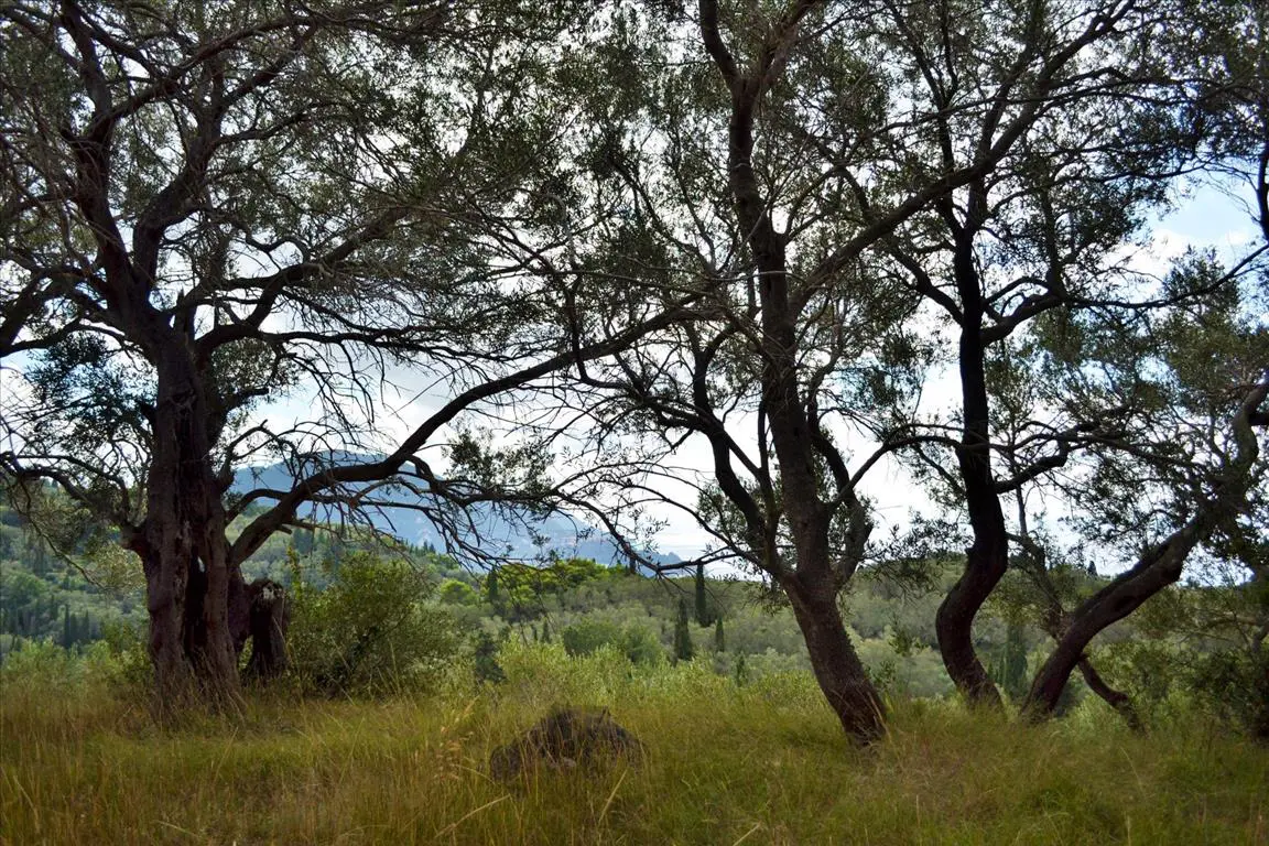 Land Of 4673 M² In Corfu