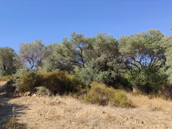Land In Aristotle, Greece