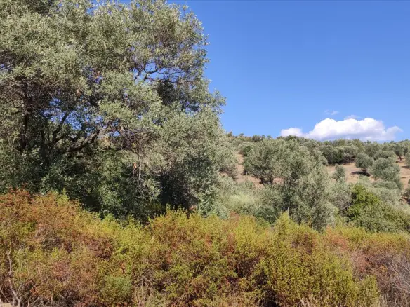 Land In Aristotle, Greece
