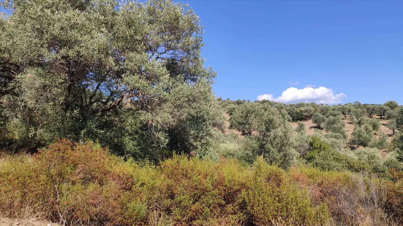 Land Of 12750 M² In Athos, Chalkidiki