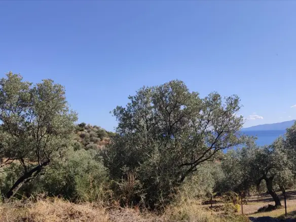 Land In Aristotle, Greece