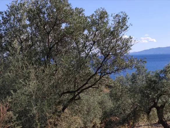 Land Of 12750 M² In Athos, Chalkidiki