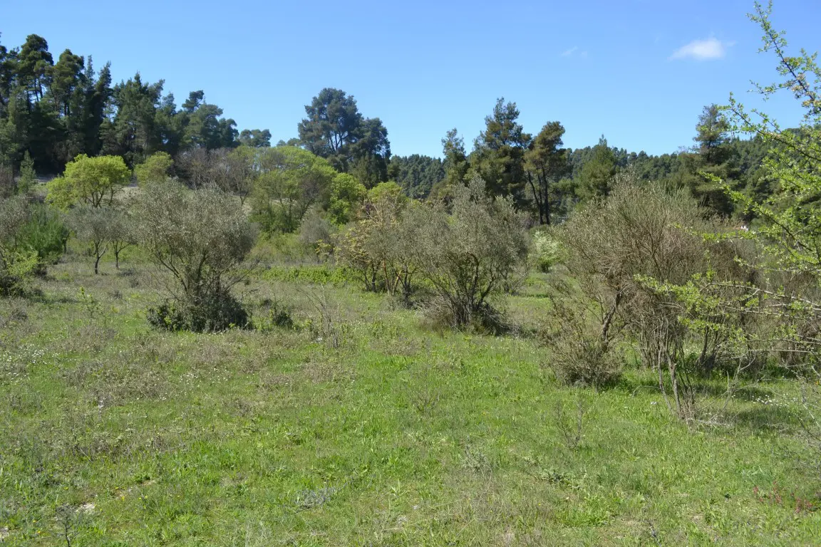 Land Of 8347 M² In Kassandra, Chalkidiki
