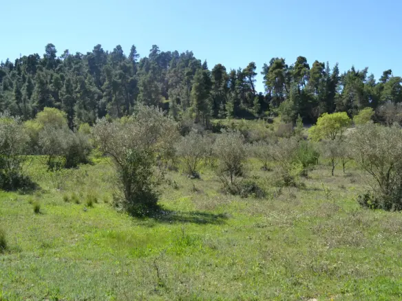 Land Of 8347 M² In Kassandra, Chalkidiki