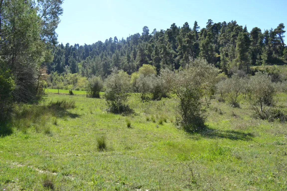 Land Of 8347 M² In Kassandra, Chalkidiki