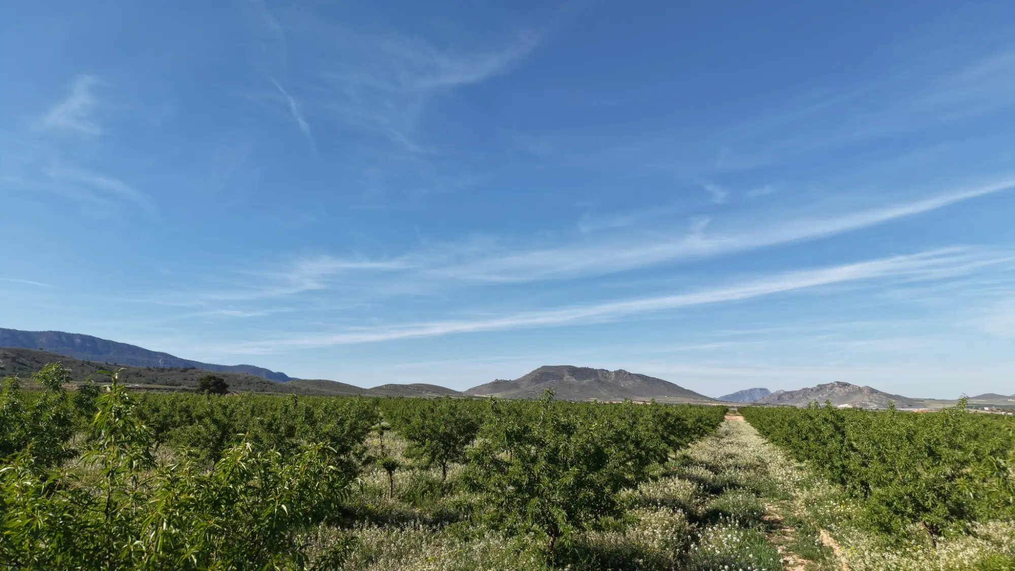 Land Of 0 M² In Yecla, Spain