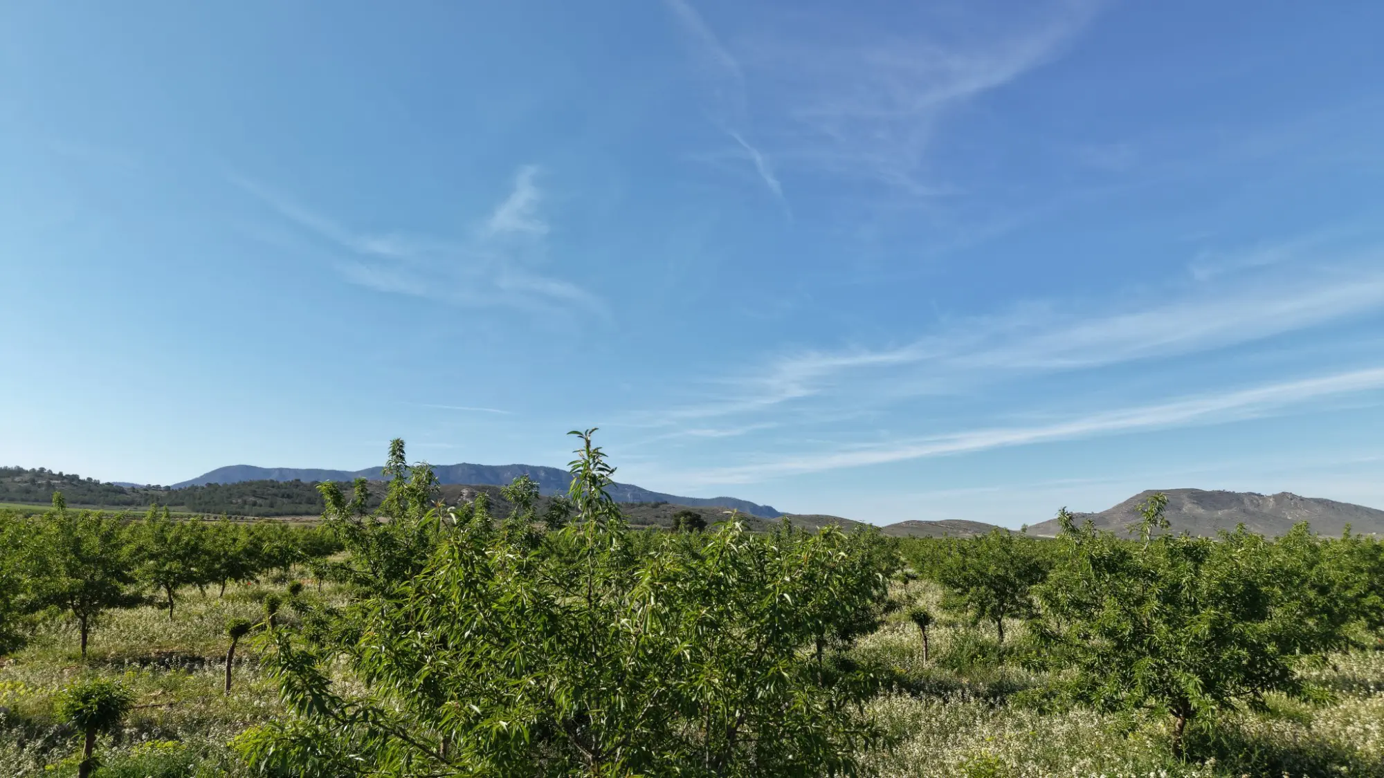 Land Of 0 M² In Yecla, Spain