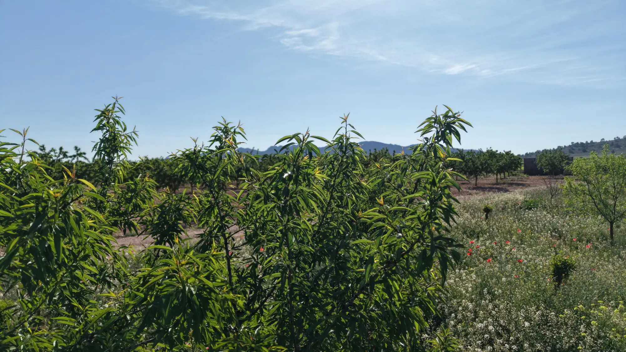 Land Of 0 M² In Yecla, Spain