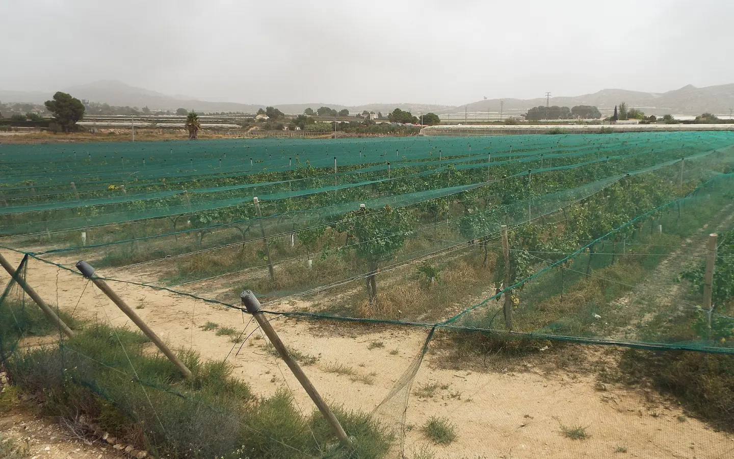 Land In Monforte Del Cid, Spain (14.694 M² Plot)