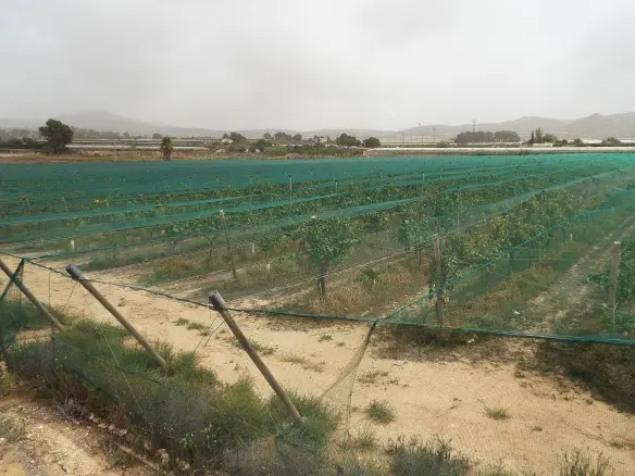 Land In Monforte Del Cid, Spain (14.694 M² Plot)