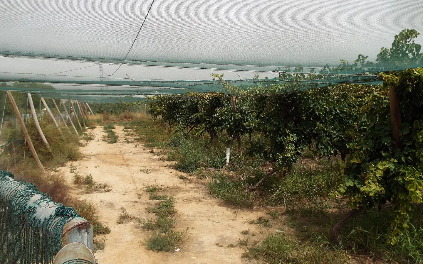Land In Monforte Del Cid, Spain (14.694 M² Plot)