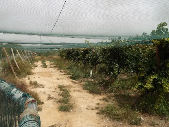 Land In Monforte Del Cid, Spain (14.694 M² Plot)