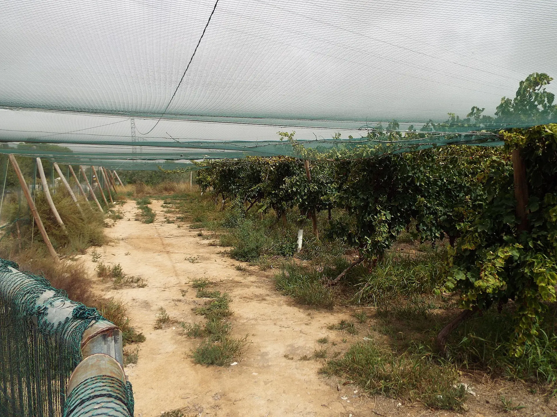 Land Of 0 M² In Monforte Del Cid, Spain