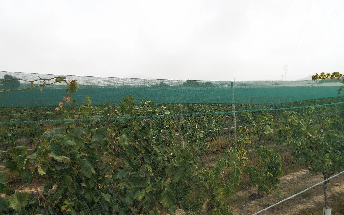 Land In Monforte Del Cid, Spain (14.694 M² Plot)