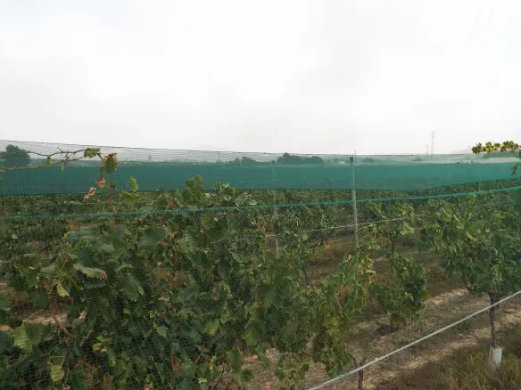 Land In Monforte Del Cid, Spain (14.694 M² Plot)