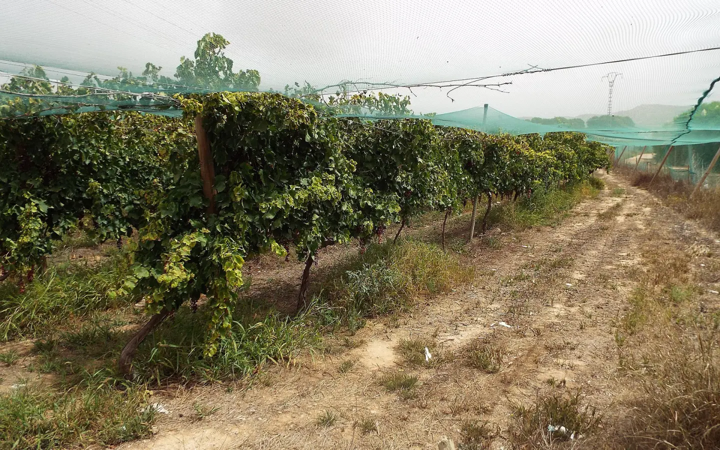 Land In Monforte Del Cid, Spain (14.694 M² Plot)