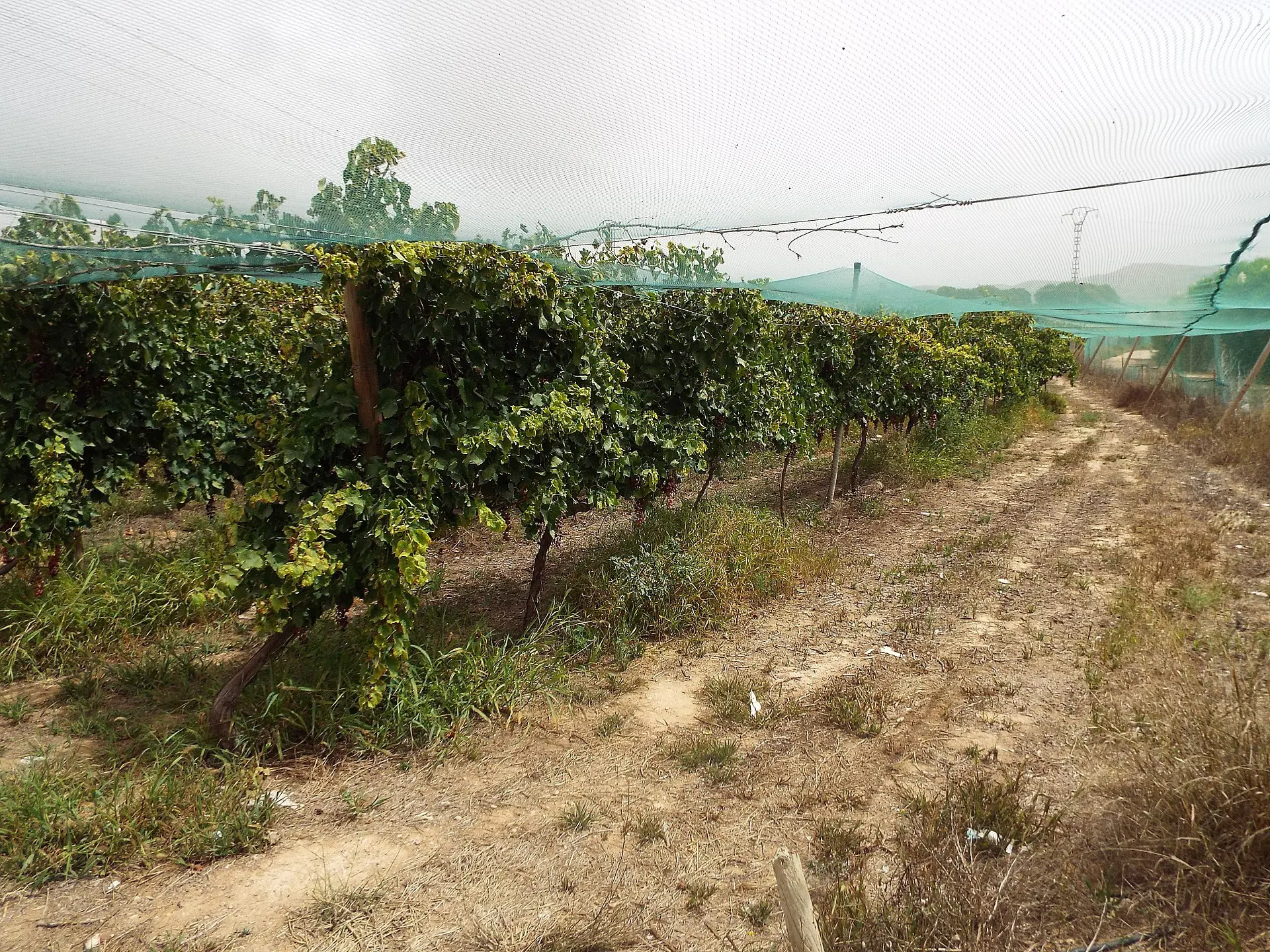 Land Of 0 M² In Monforte Del Cid, Spain