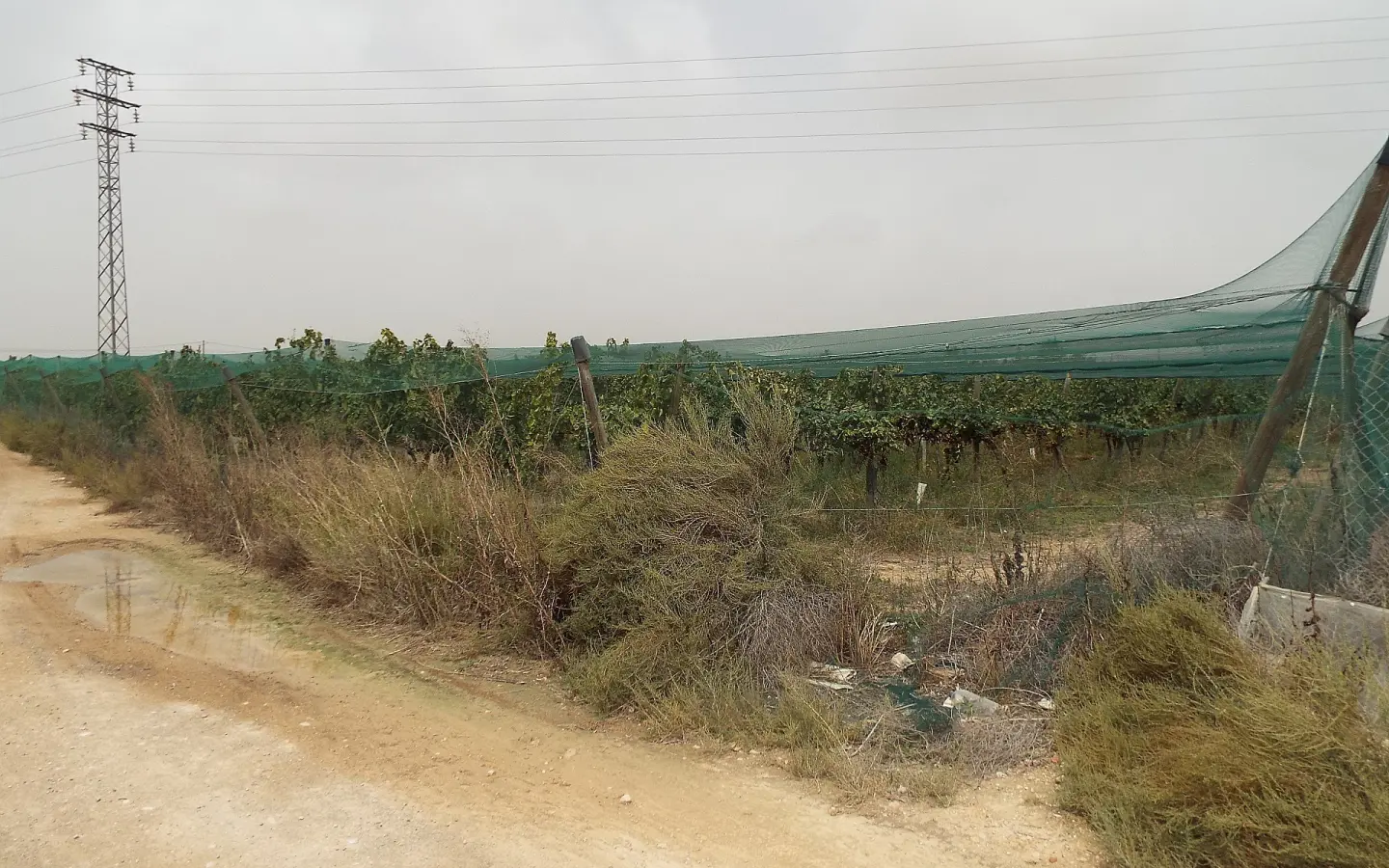 Land In Monforte Del Cid, Spain (14.694 M² Plot)