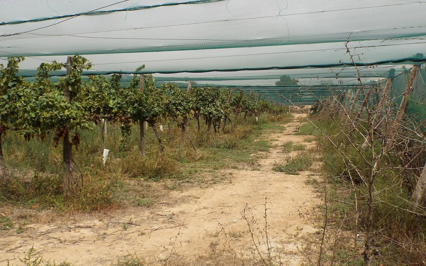 Land In Monforte Del Cid, Spain (14.694 M² Plot)