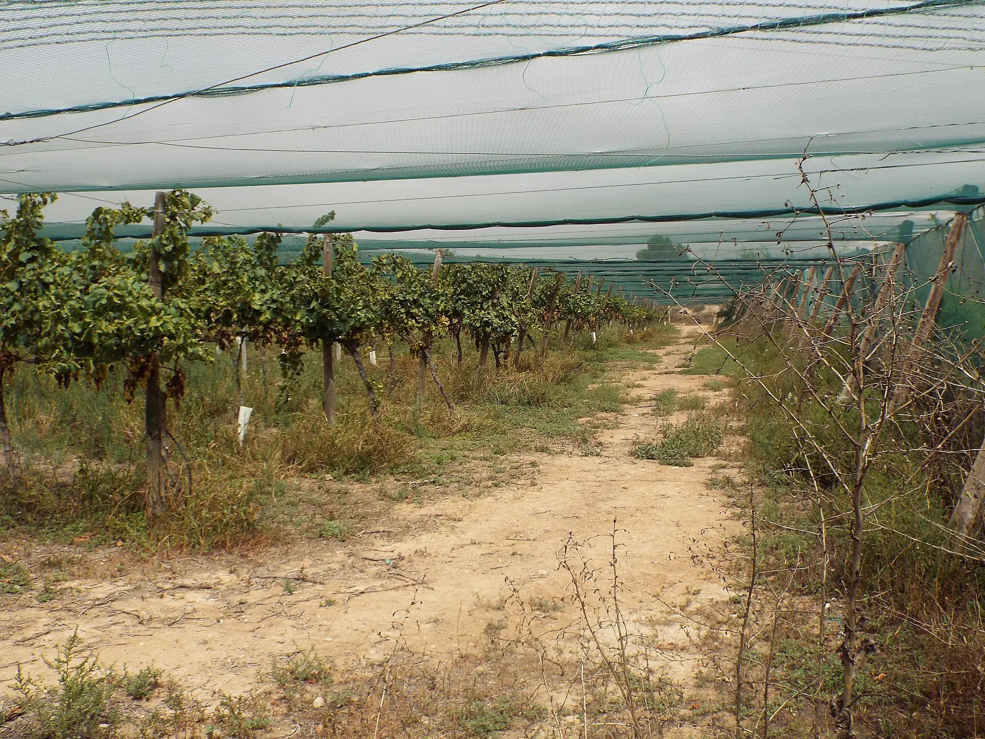 Land Of 0 M² In Monforte Del Cid, Spain