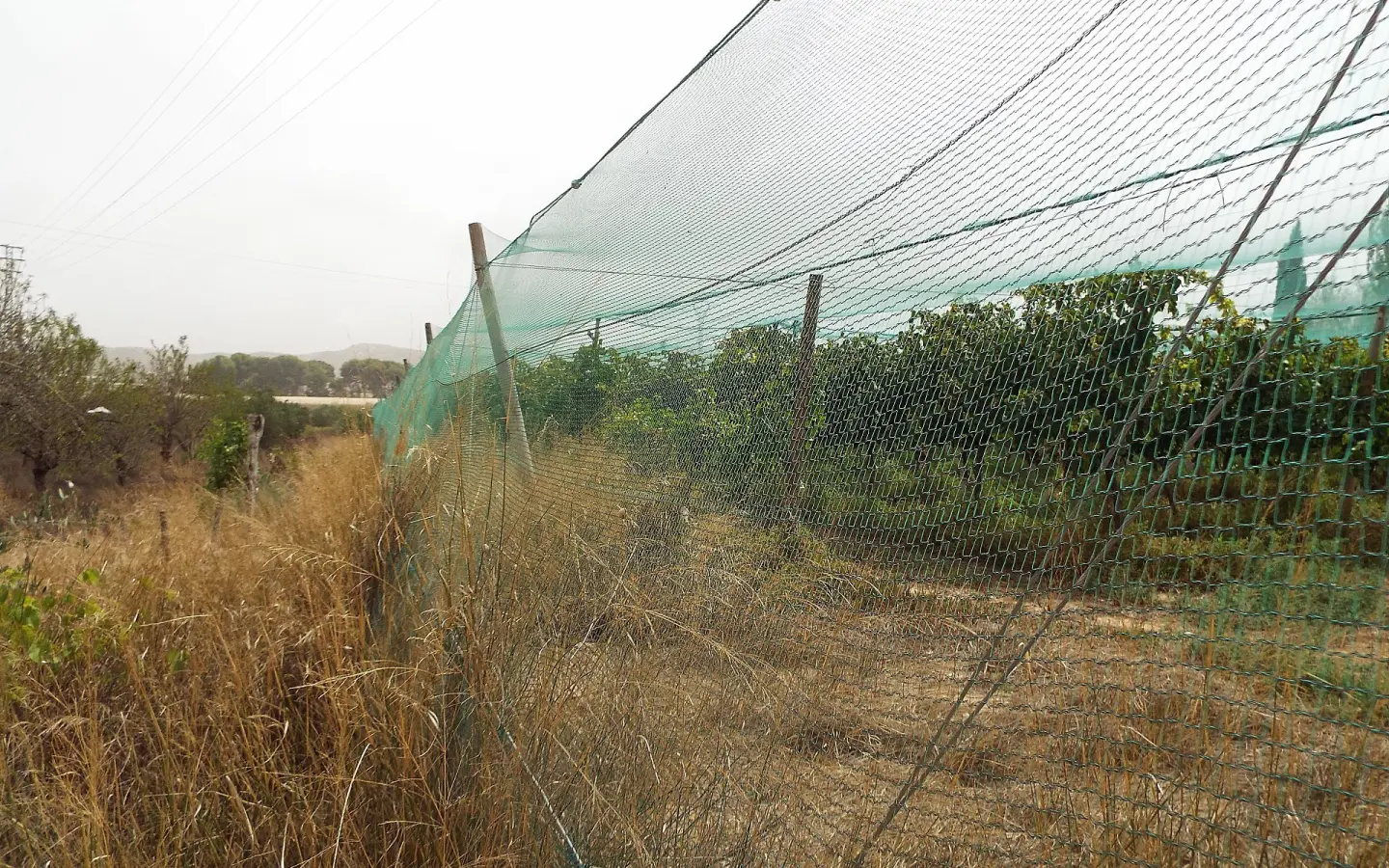 Land In Monforte Del Cid, Spain (14.694 M² Plot)