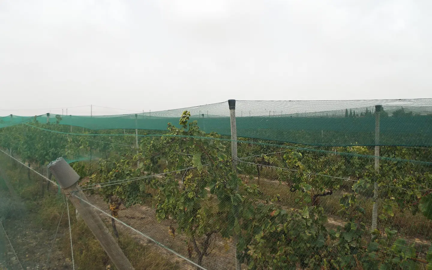Land In Monforte Del Cid, Spain (14.694 M² Plot)
