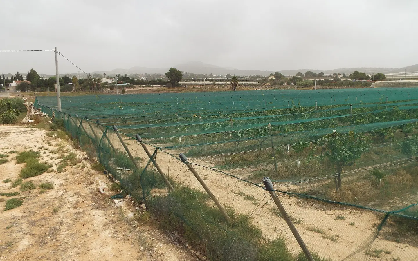 Land In Monforte Del Cid, Spain (14.694 M² Plot)