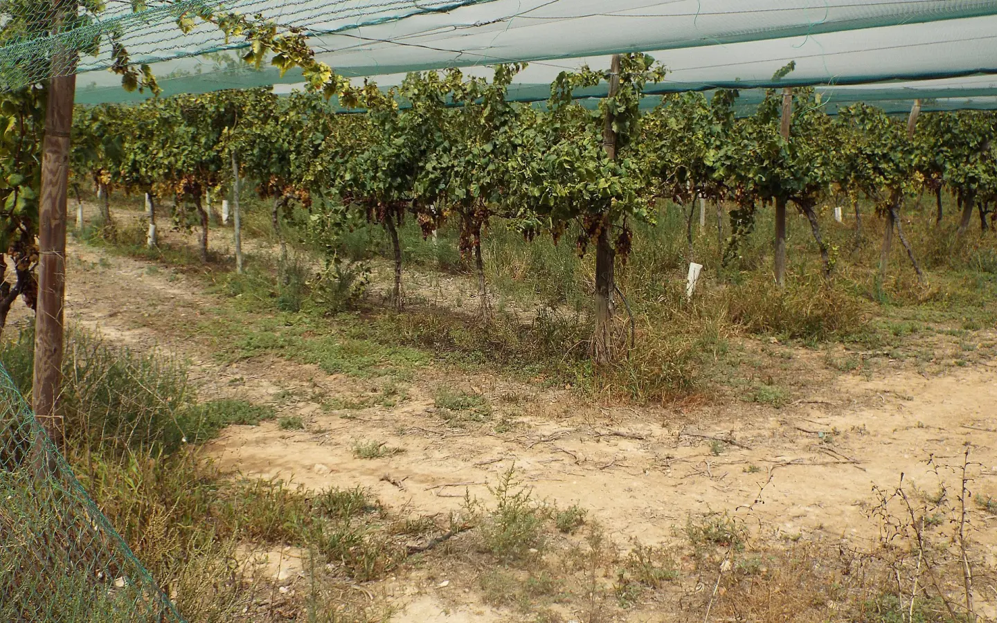 Land In Monforte Del Cid, Spain (14.694 M² Plot)