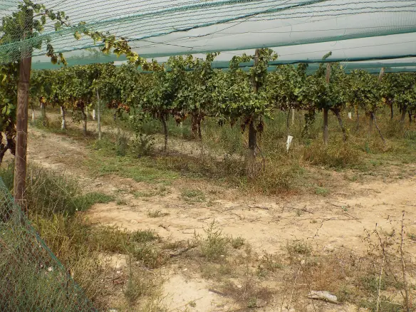 Land In Monforte Del Cid, Spain (14.694 M² Plot)