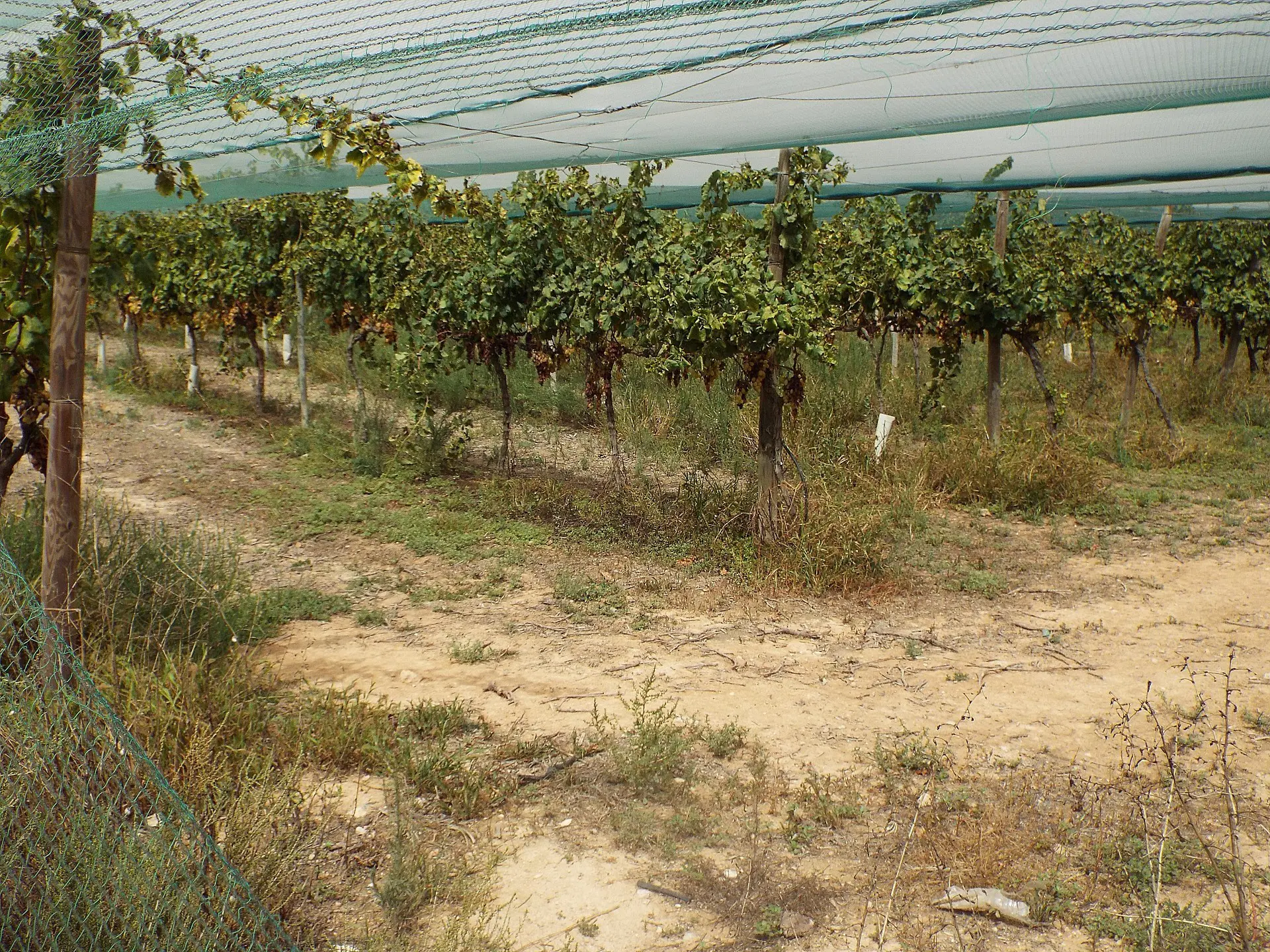 Land Of 0 M² In Monforte Del Cid, Spain