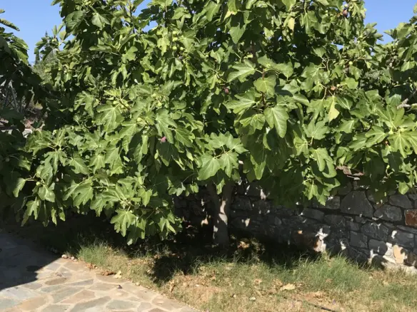 3-bedroom Detached House In Lefktros, Greece (101 M²)