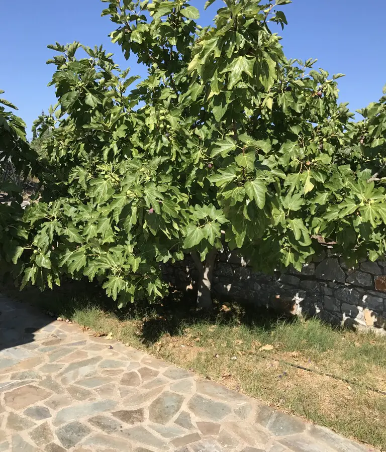 3-bedroom Detached House In Lefktros, Greece (101 M²)