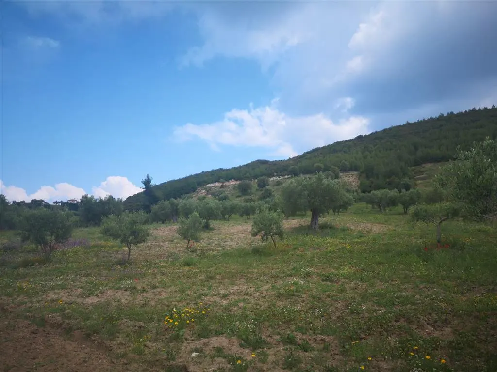 Land Of 18500 M² In Kassandra, Chalkidiki