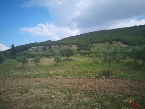 Land In Kassandra, Greece